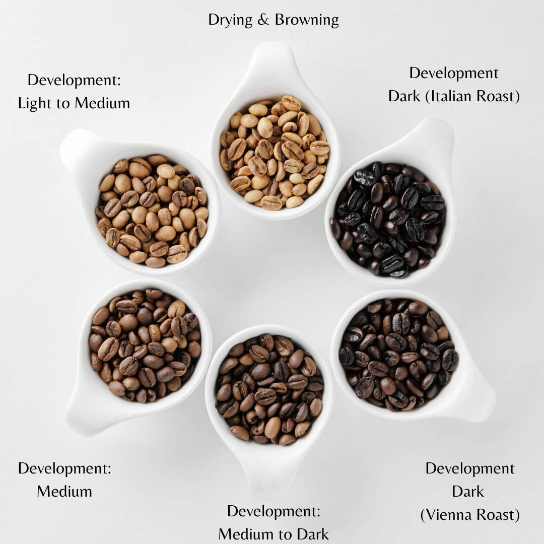 Medium vs Dark Roasted Coffee: Everything You Need to Know