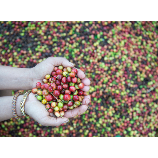 Exploring the Journey of Coffee Brands in India