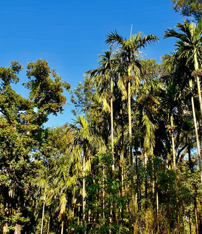 Boothangudi Estate Areca Palms Shade For Arabica