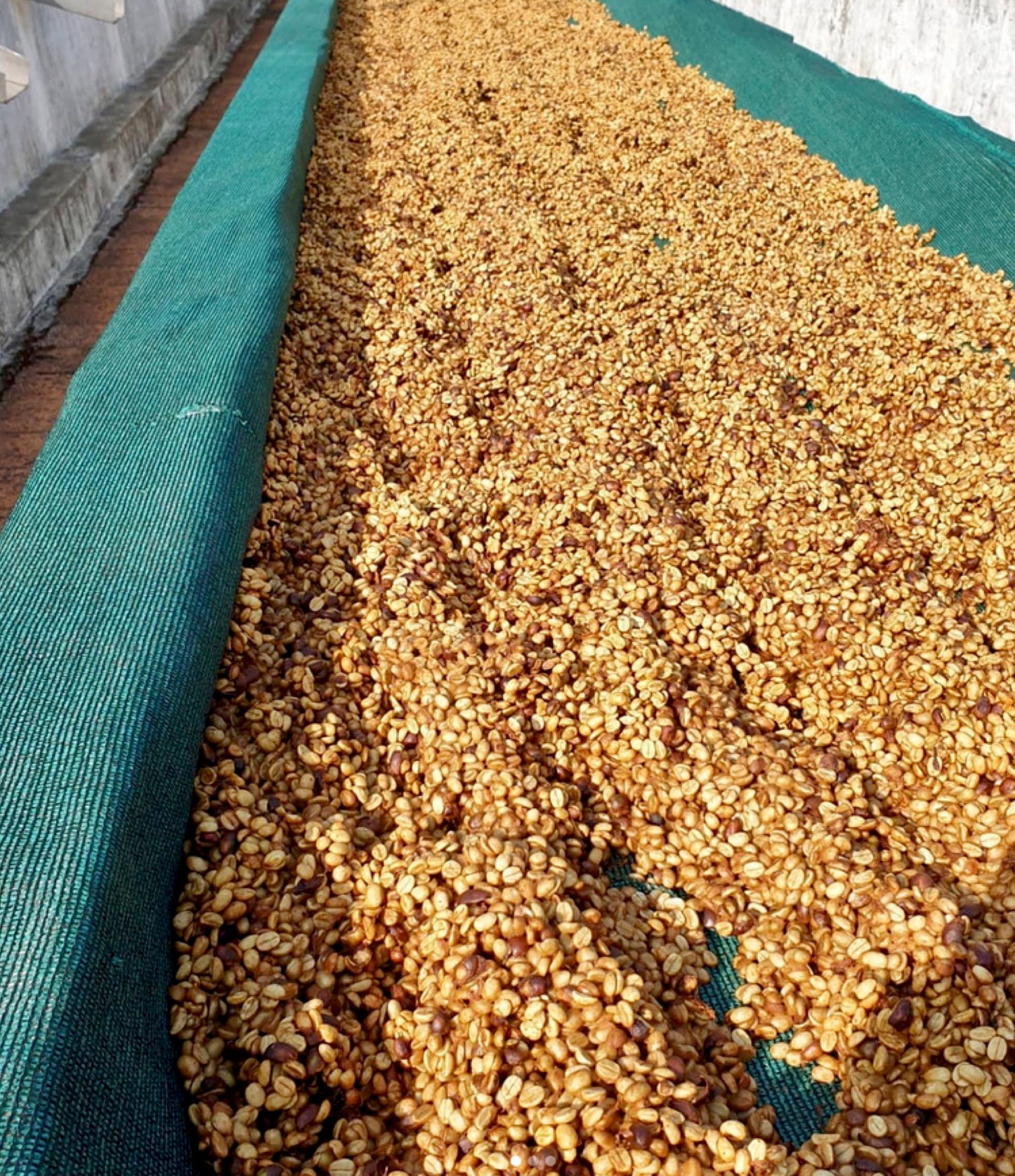 Honey Processing At Boothangudi Estate
