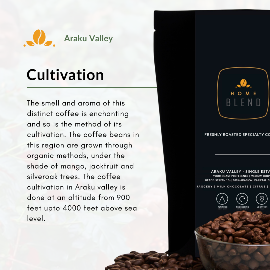 Cultivation at Araku Valley - Home Blend Coffee