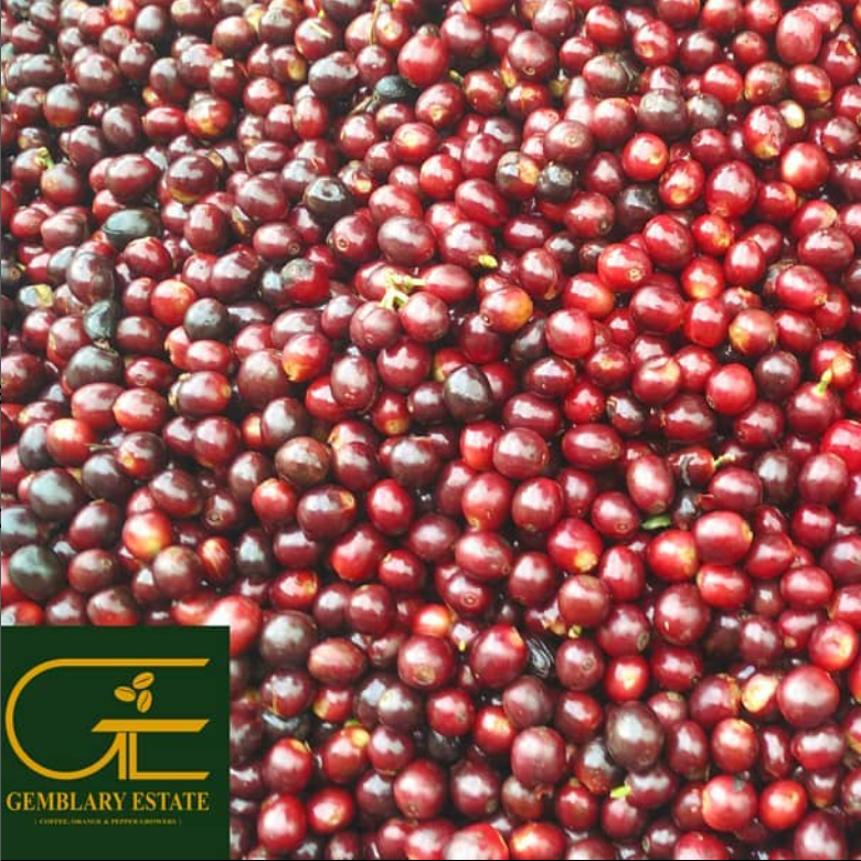 Gemblary Estate Coffee Cherries