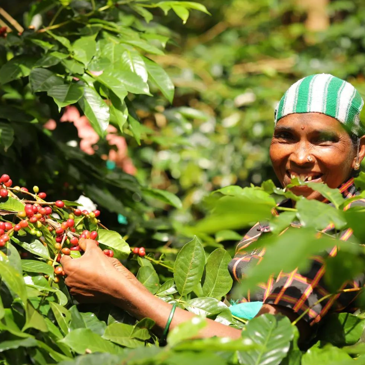 Gemblary Estate Lady Picking Coffee Cherries Happy