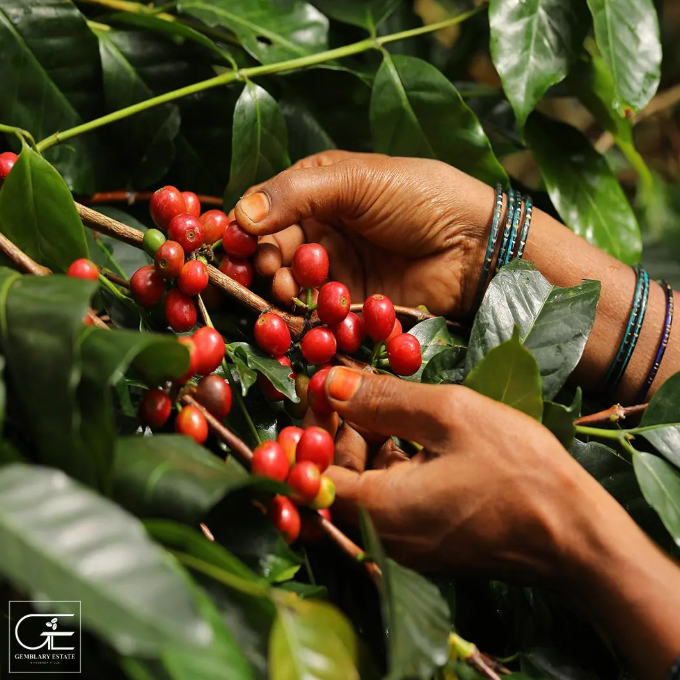 Gemblary Esate Shevaroy Hills Cherry Picking