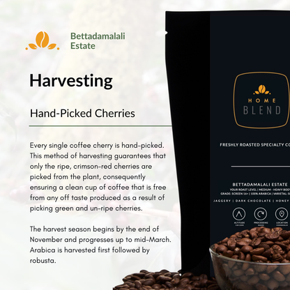 Harvesting Coffee Bettadamalali Estate